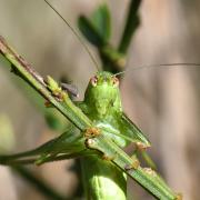 Phaneroptera nana Fieber, 1853 - Phanéroptère méridional (mâle)