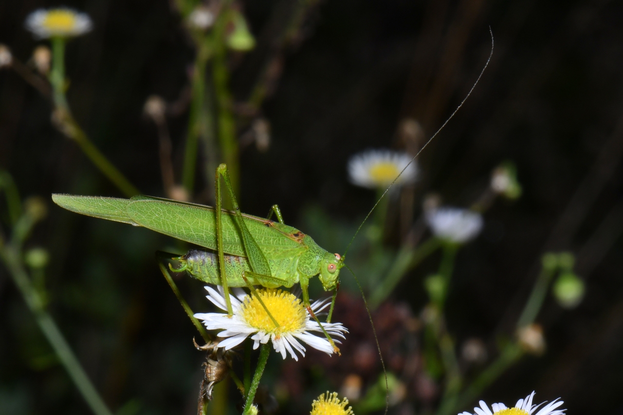 Phaneroptera nana Fieber, 1853 - Phanéroptère méridional (mâle)