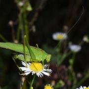 Phaneroptera nana Fieber, 1853 - Phanéroptère méridional (mâle)