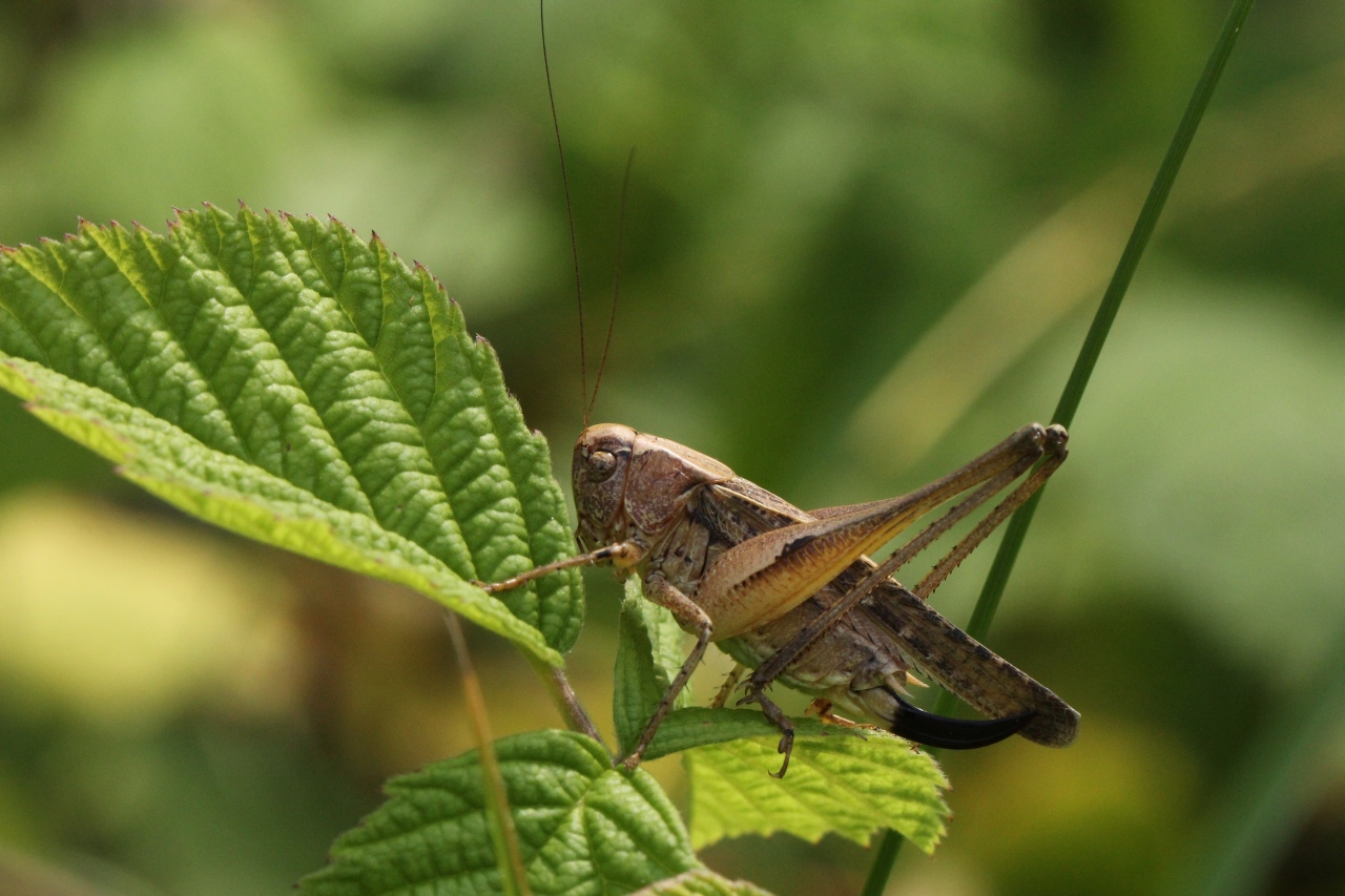 Platycleis albopunctata (Goeze, 1778) - Decticelle chagrinée (femelle)