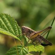 Platycleis albopunctata (Goeze, 1778) - Decticelle chagrinée (femelle)