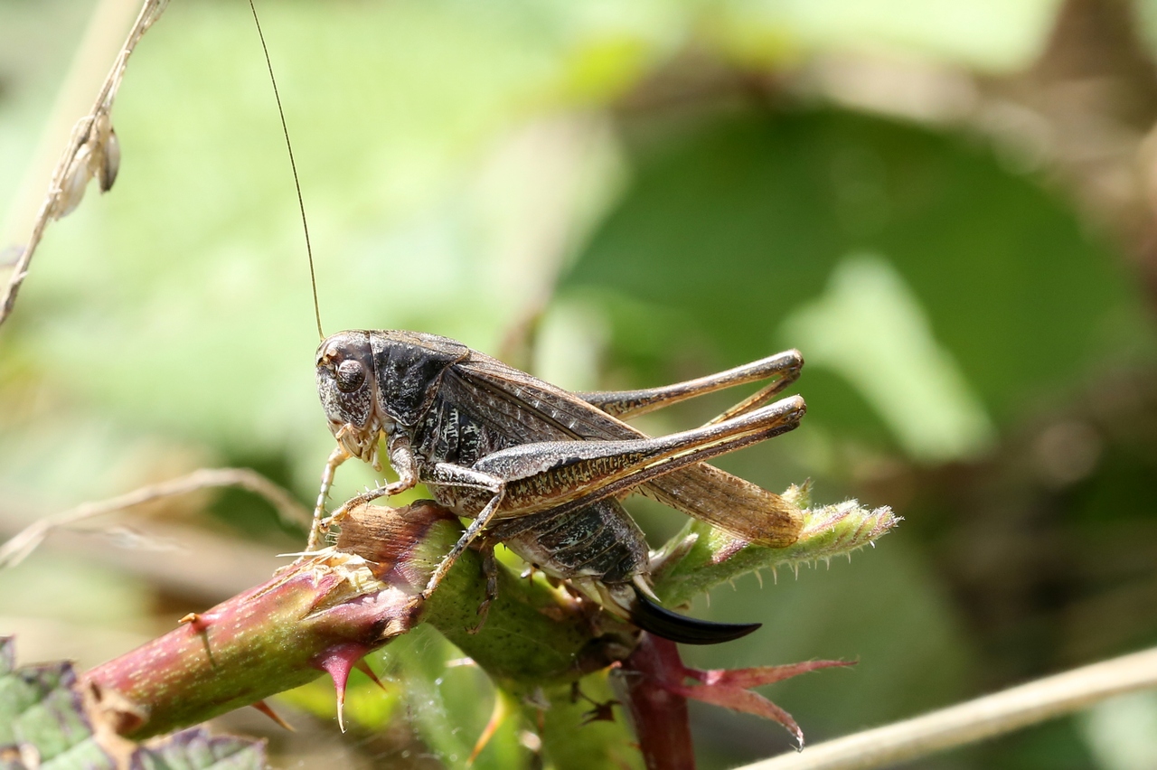 Platycleis albopunctata (Goeze, 1778) - Decticelle chagrinée (femelle)