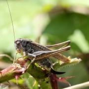 Platycleis albopunctata (Goeze, 1778) - Decticelle chagrinée (femelle)