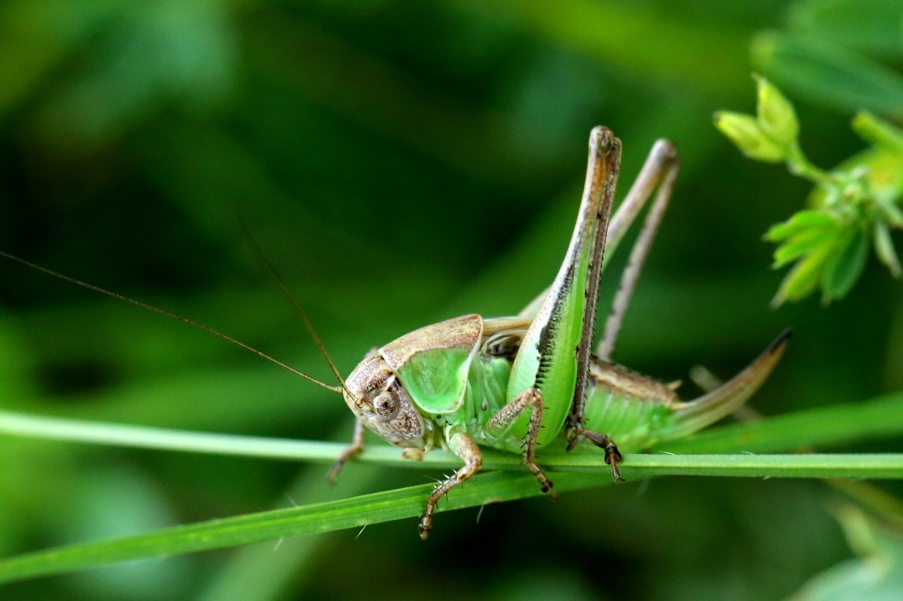 Platycleis albopunctata (Goeze, 1778) - Decticelle chagrinée (femelle juvénile)