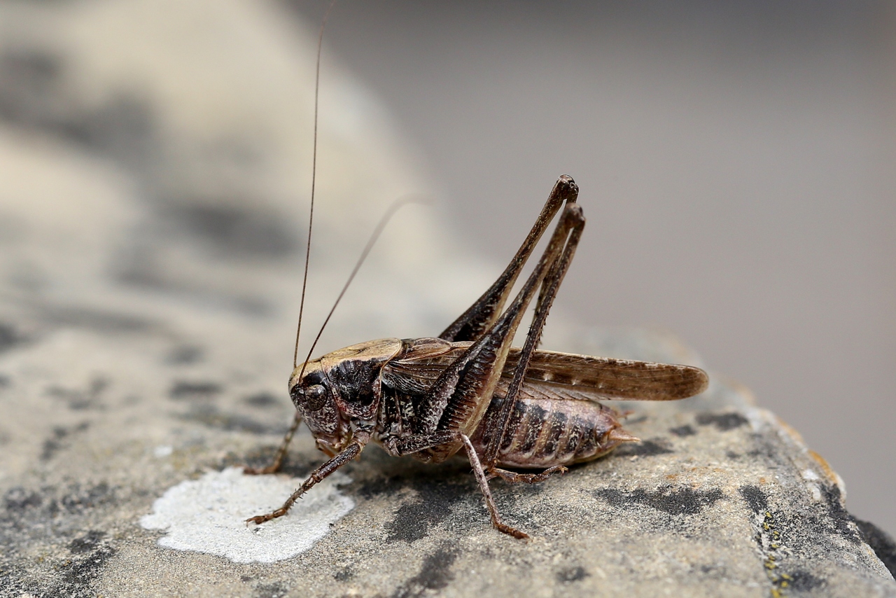 Platycleis albopunctata (Goeze, 1778) - Decticelle chagrinée (mâle)