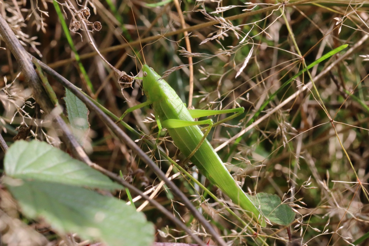 Ruspolia nitidula (Scopoli, 1886) - Conocéphale gracieux (femelle)