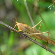 Ruspolia nitidula (Scopoli, 1886) (forme brune) - Conocéphale gracieux (mâle)