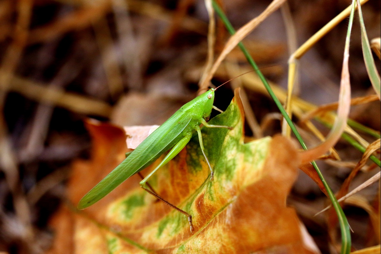 Ruspolia nitidula (Scopoli, 1886) - Conocéphale gracieux (femelle)