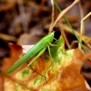 Ruspolia nitidula (Scopoli, 1886) - Conocéphale gracieux (femelle)