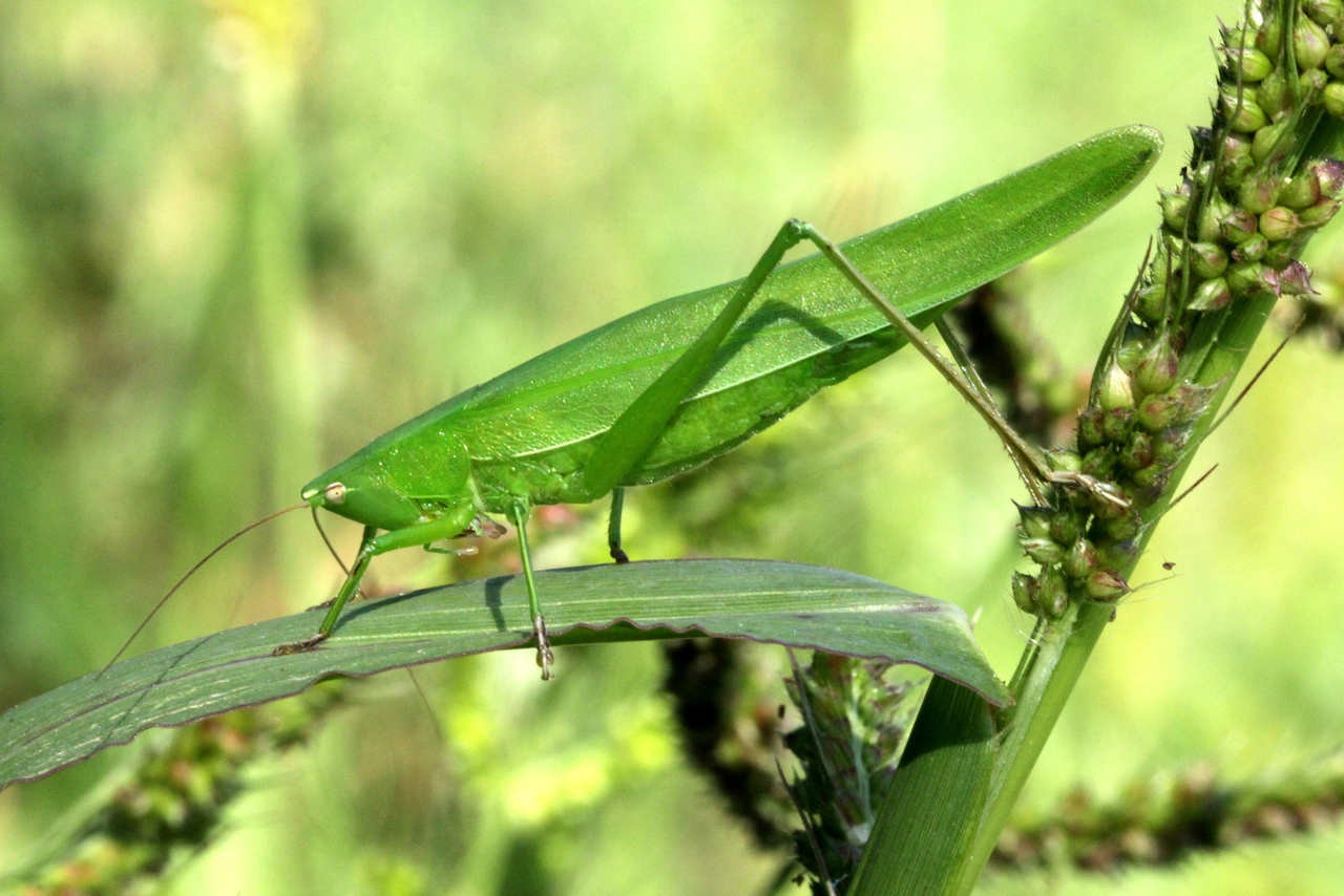 Ruspolia nitidula (Scopoli, 1886) - Conocéphale gracieux (femelle)