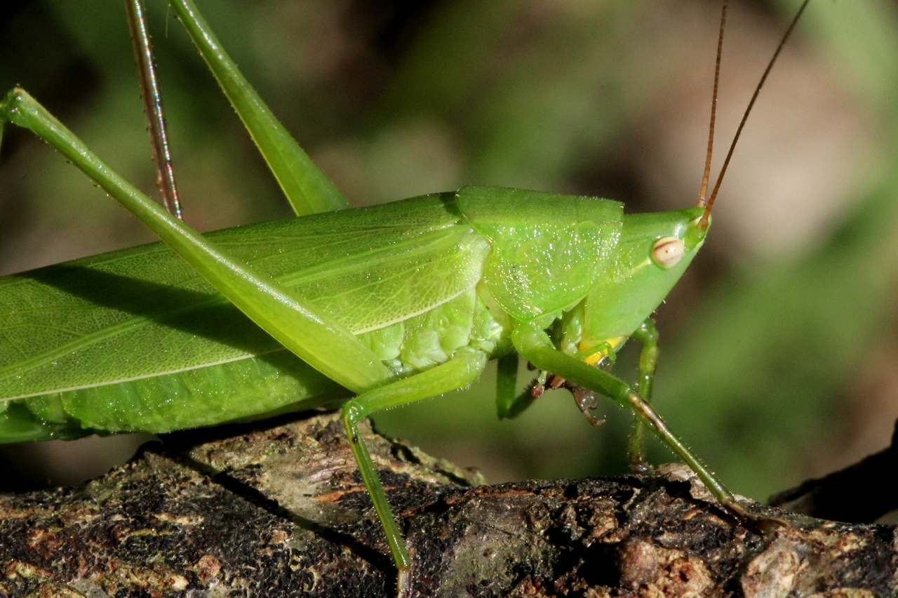 Ruspolia nitidula (Scopoli, 1886) - Conocéphale gracieux (femelle)