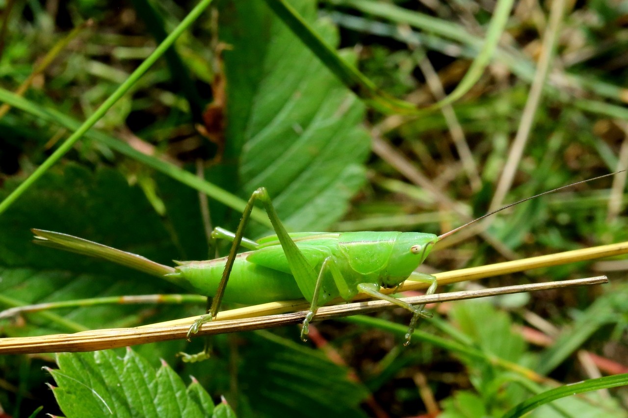 Ruspolia nitidula (Scopoli, 1886) - Conocéphale gracieux (femelle juvénile)