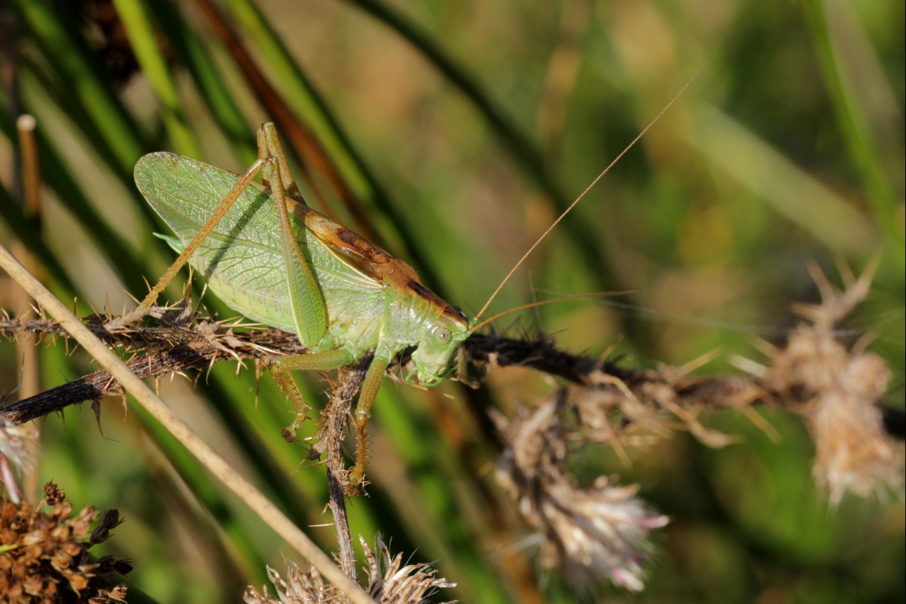 Tettigonia cantans (Fuessly, 1775) - Sauterelle cymbalière (mâle)