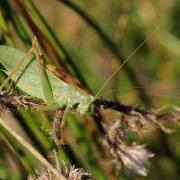 Tettigonia cantans (Fuessly, 1775) - Sauterelle cymbalière (mâle)