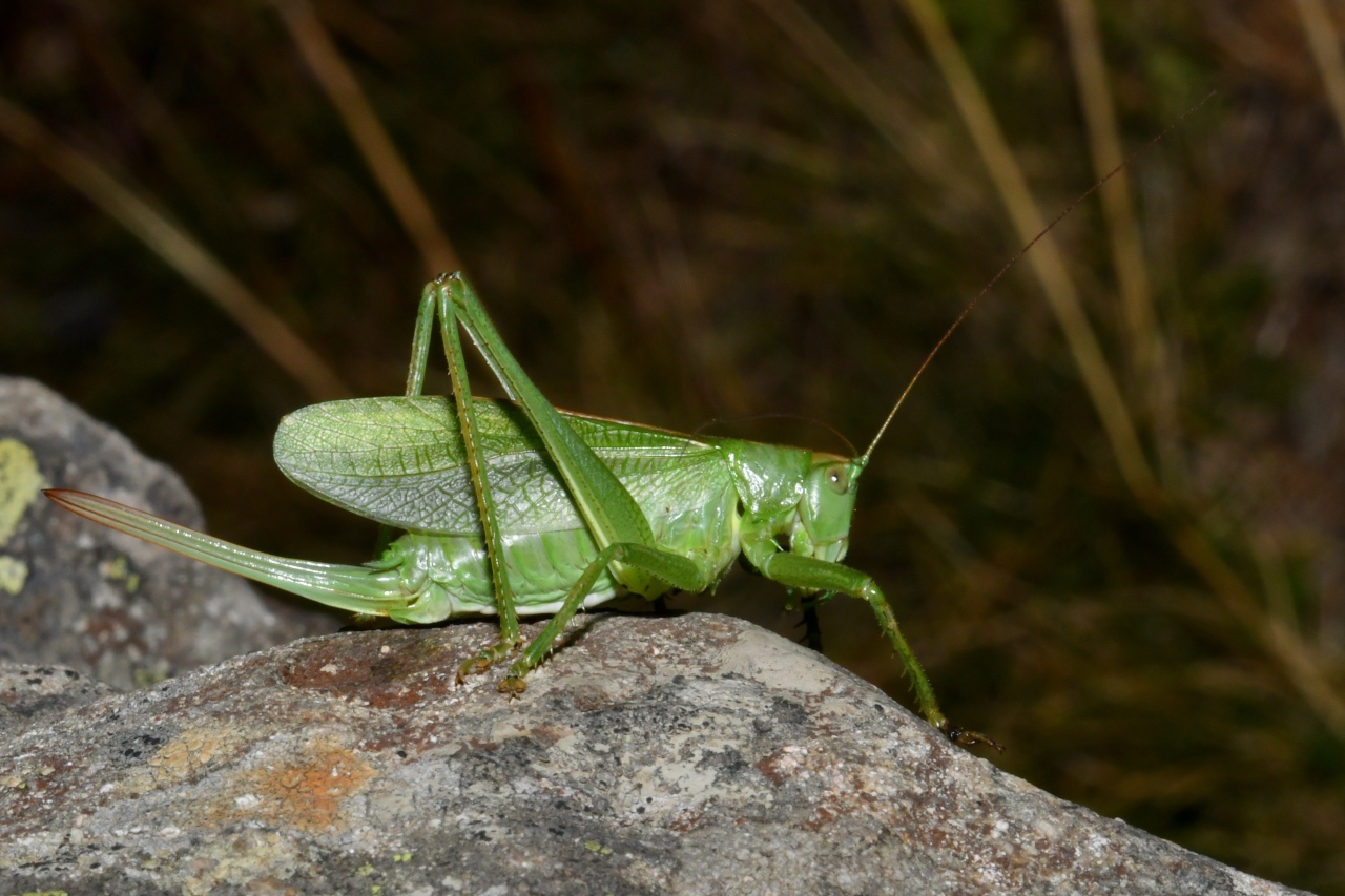 Tettigonia cantans (Fuessly, 1775) - Sauterelle cymbalière (femelle)