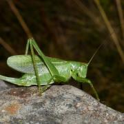 Tettigonia cantans (Fuessly, 1775) - Sauterelle cymbalière (femelle)