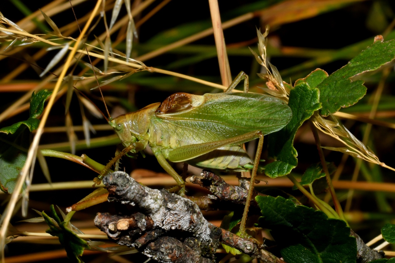 Tettigonia cantans (Fuessly, 1775) - Sauterelle cymbalière (mâle)