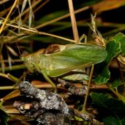 Tettigonia cantans (Fuessly, 1775) - Sauterelle cymbalière (mâle)