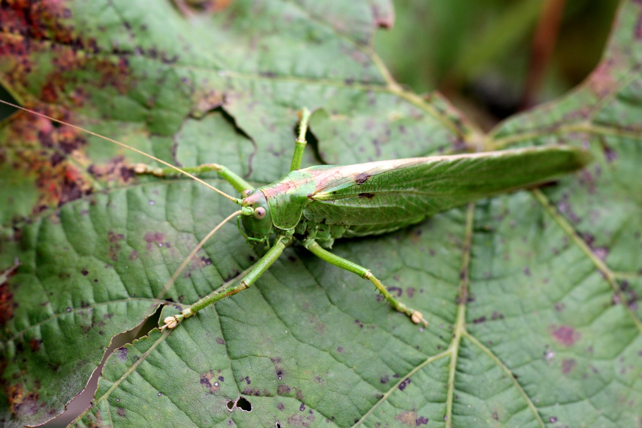 Tettigonia viridissima (Linnaeus, 1758) - Grande sauterelle verte