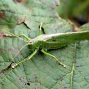 Tettigonia viridissima (Linnaeus, 1758) - Grande sauterelle verte