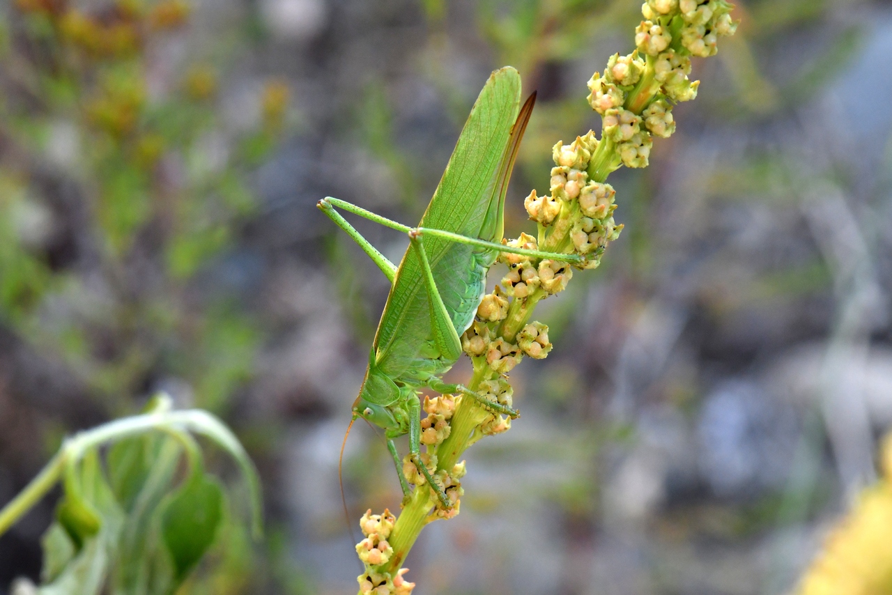 Tettigonia viridissima (Linnaeus, 1758) - Grande sauterelle verte (femelle)