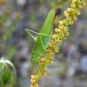 Tettigonia viridissima (Linnaeus, 1758) - Grande sauterelle verte (femelle)