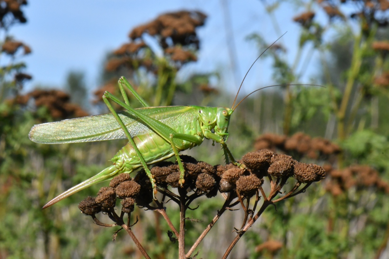 Tettigonia viridissima (Linnaeus, 1758) - Grande sauterelle verte (femelle)