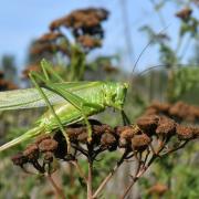 Tettigonia viridissima (Linnaeus, 1758) - Grande sauterelle verte (femelle)