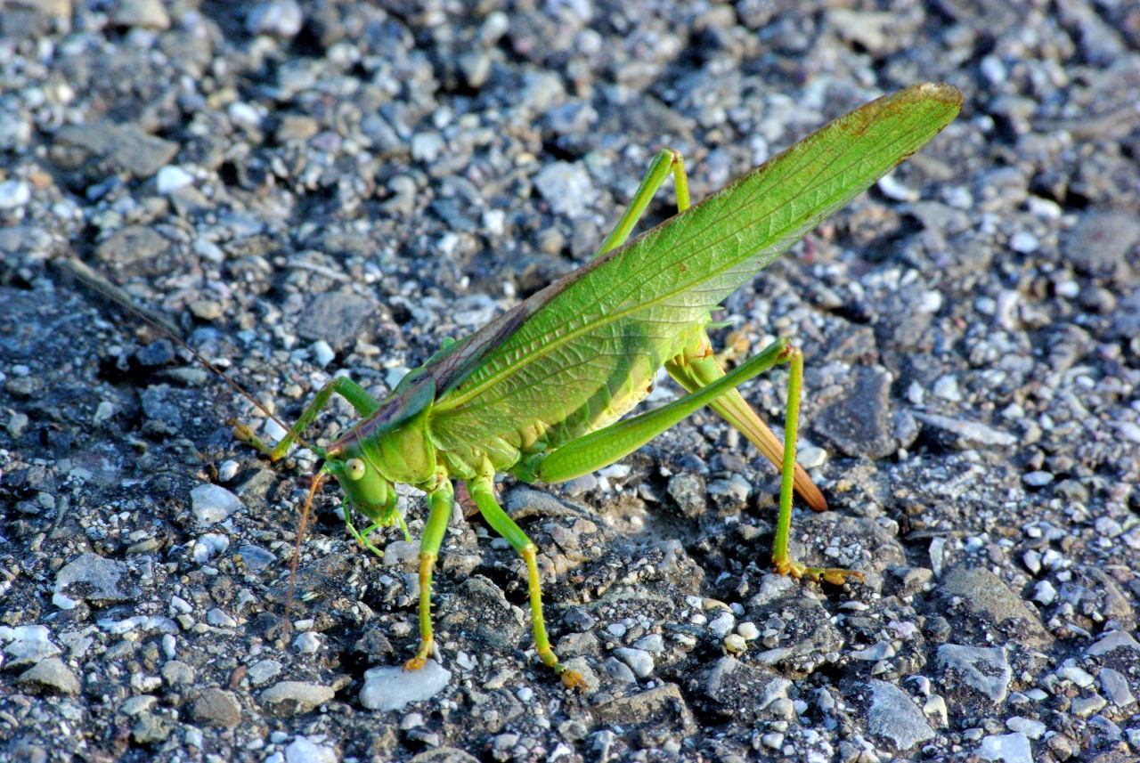 Tettigonia viridissima (Linnaeus, 1758) - Grande sauterelle verte (femelle en ponte)