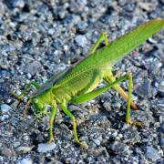 Tettigonia viridissima (Linnaeus, 1758) - Grande sauterelle verte (femelle en ponte)