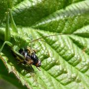 Tettigonia viridissima (Linnaeus, 1758) - Grande sauterelle verte (mâle juvénile)