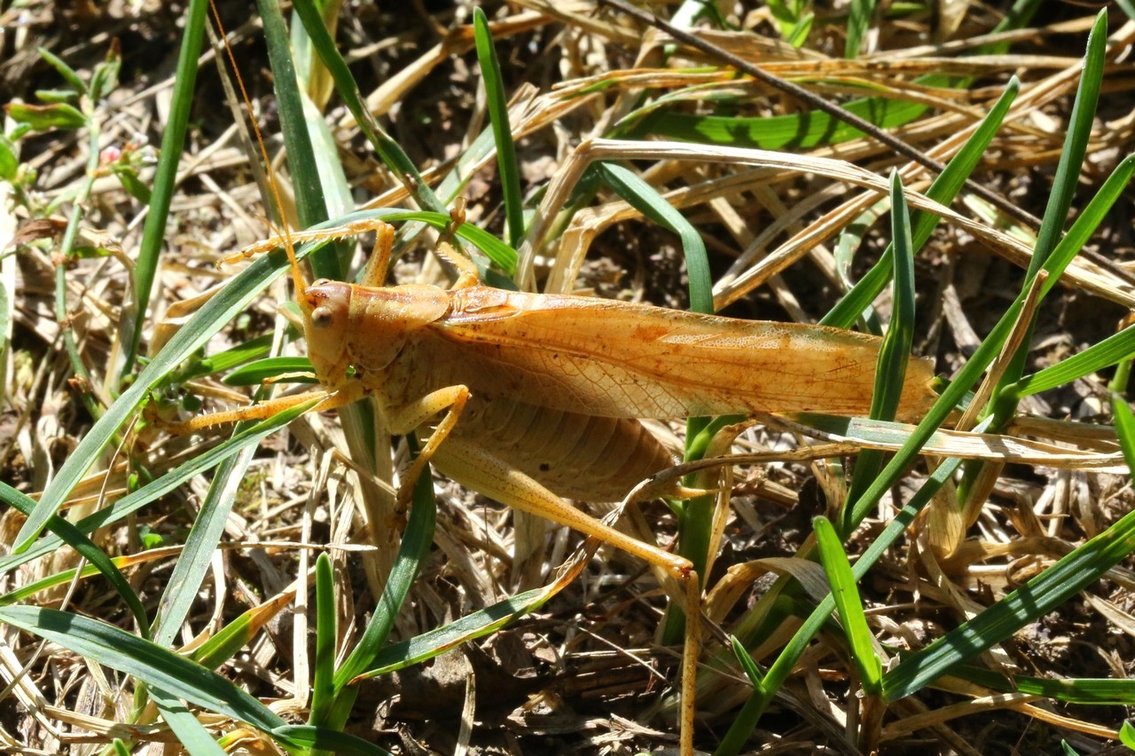 Tettigonia viridissima (Linnaeus, 1758) - Grande sauterelle verte (mâle)