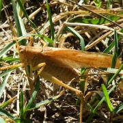 Tettigonia viridissima (Linnaeus, 1758) - Grande sauterelle verte (mâle)