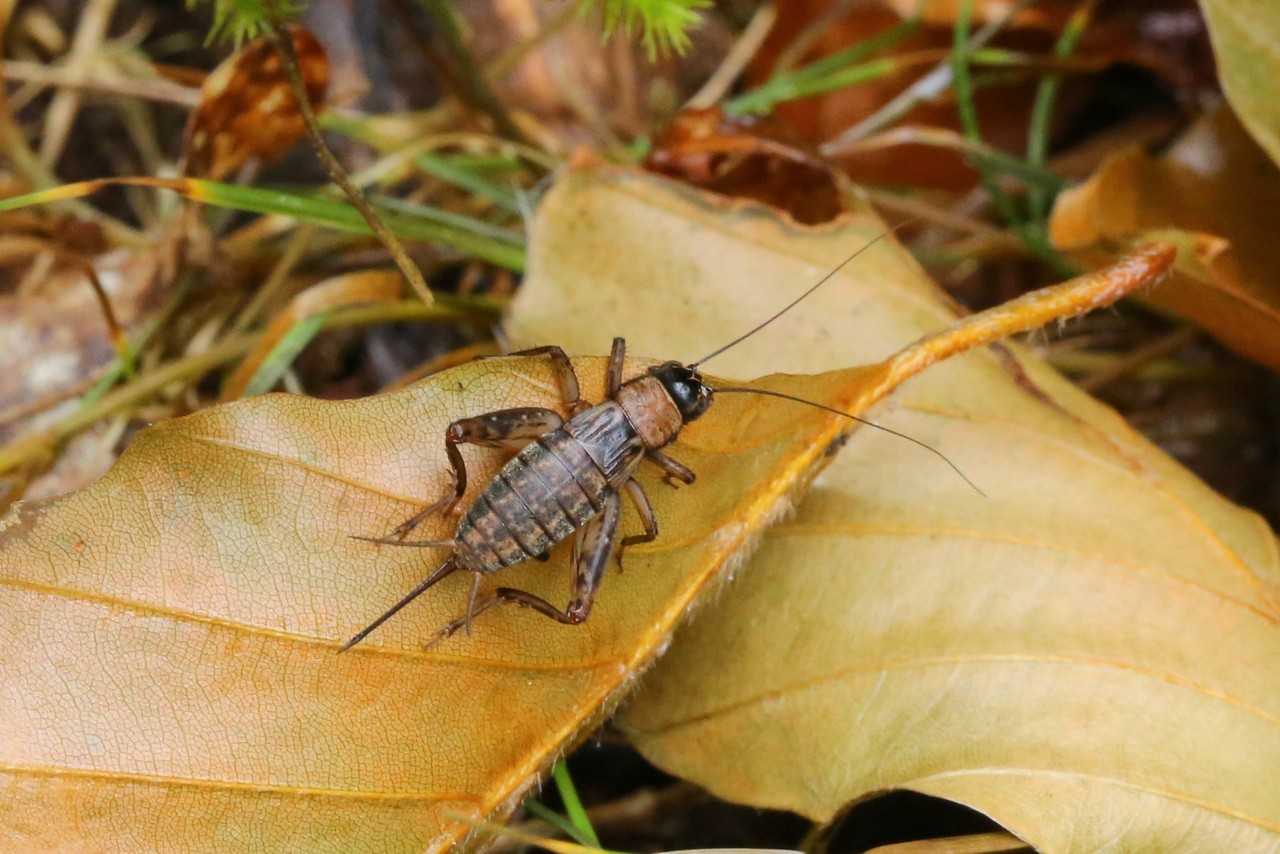 Nemobius sylvestris (Bosc, 1792) - Grillon des bois (femelle)