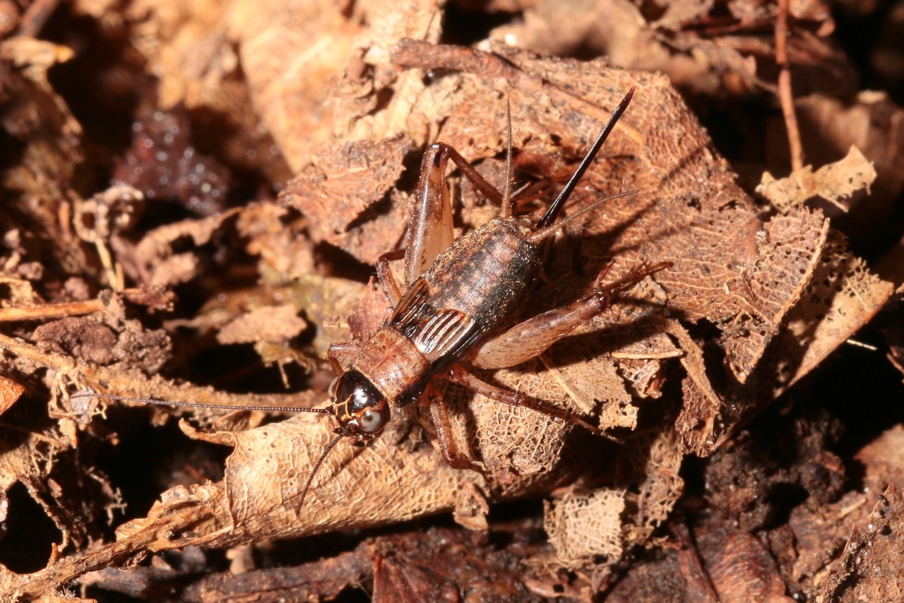 Nemobius sylvestris (Bosc, 1792) - Grillon des bois (femelle)