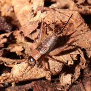 Nemobius sylvestris (Bosc, 1792) - Grillon des bois (femelle)