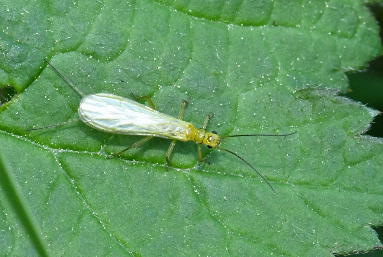 Chloroperla sp