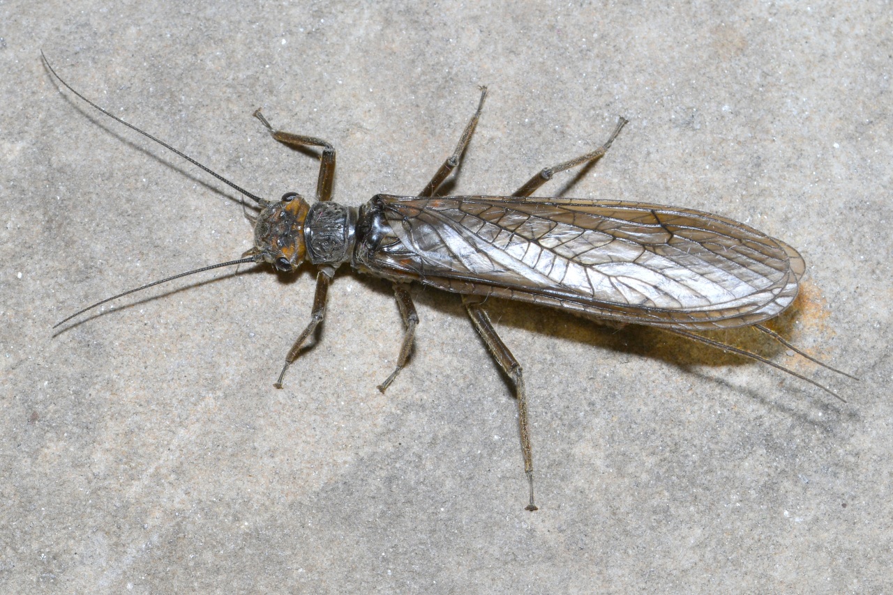 Perla marginata (Panzer, 1799) (= maxima)