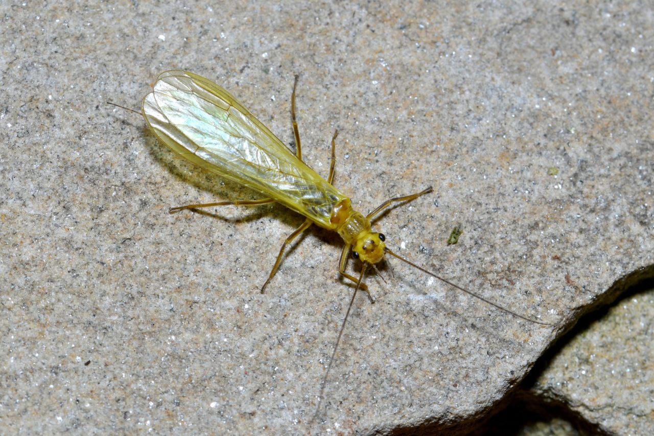 Isoperla sp