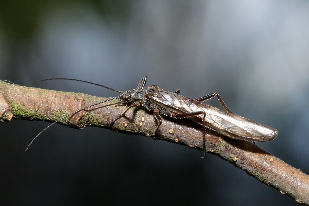 Imago de la famille des Taeniopterygidae