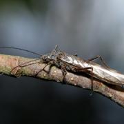 Imago de la famille des Taeniopterygidae