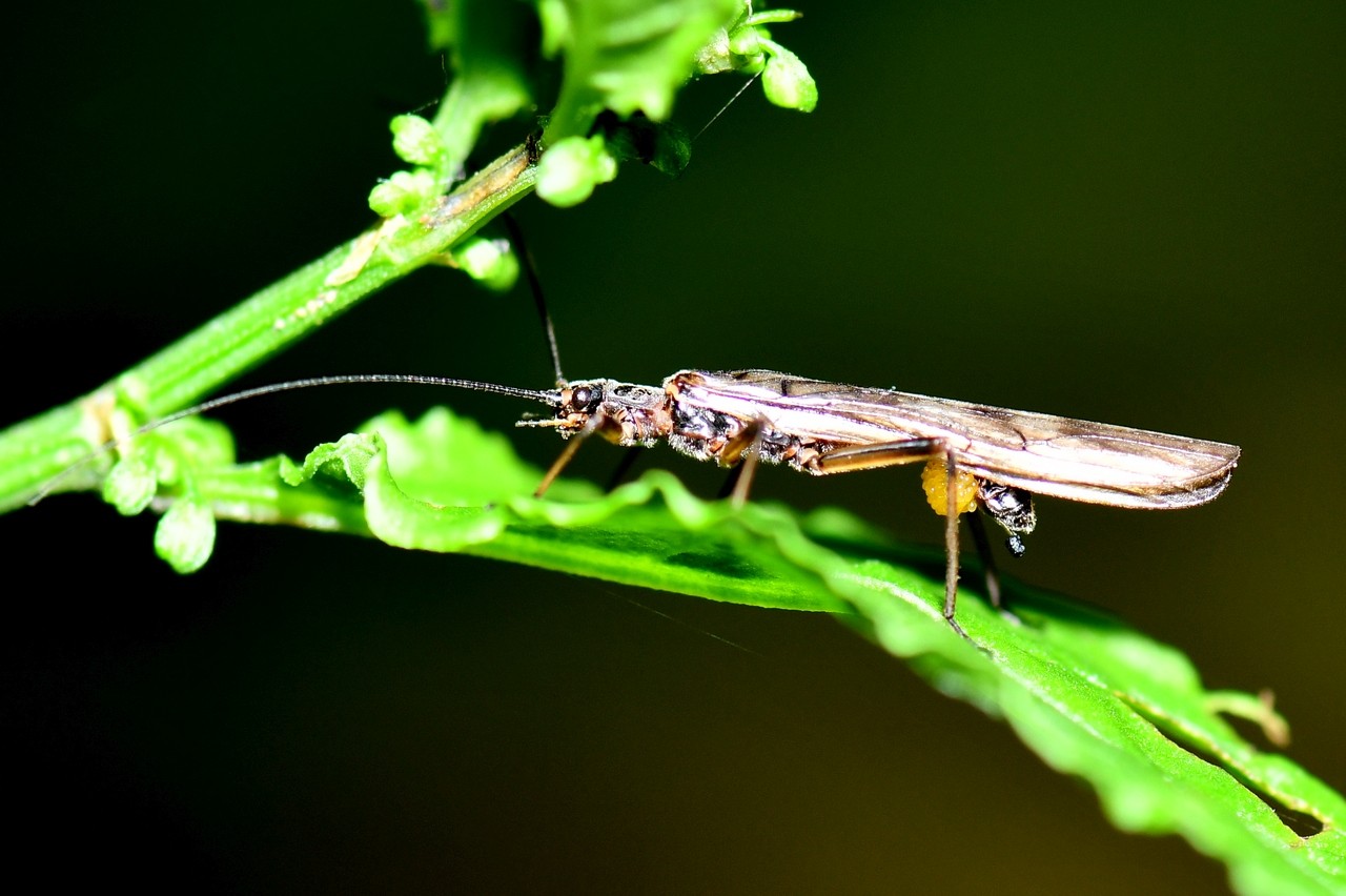 Imago de la famille des Taeniopterygidae (femelle avec ses oeufs)