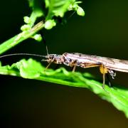 Imago de la famille des Taeniopterygidae (femelle avec ses oeufs)