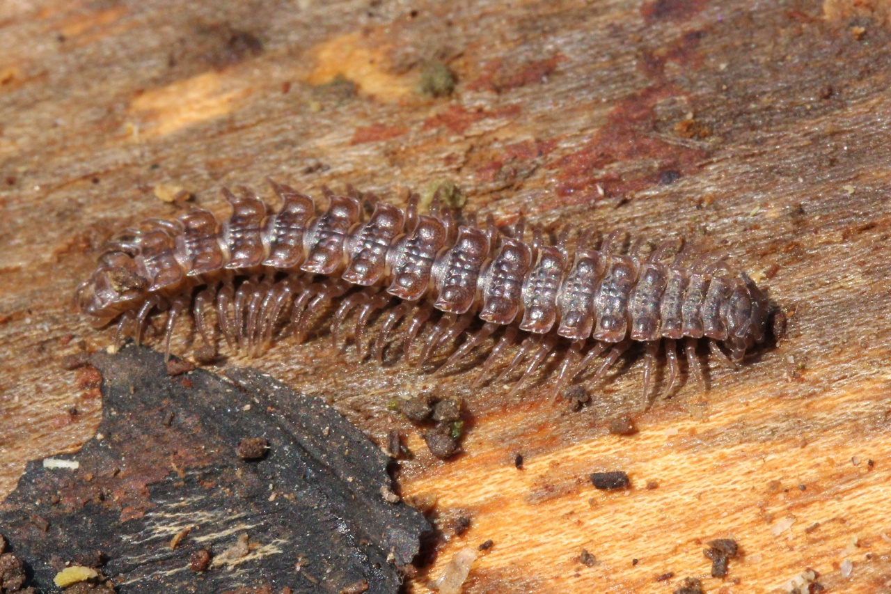 Polydesmus angustus Latzel, 1884 - Polydesme étroit