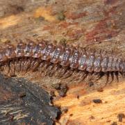 Polydesmus angustus Latzel, 1884 - Polydesme étroit