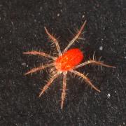 Erythracarus epigeus (C.L. Koch, 1837)