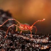 Charletonia (= Rhyncholophus) cardinalis (C.L. Koch, 1837)