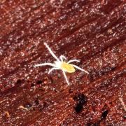 Acarien de la Famille des Rhagidiidae