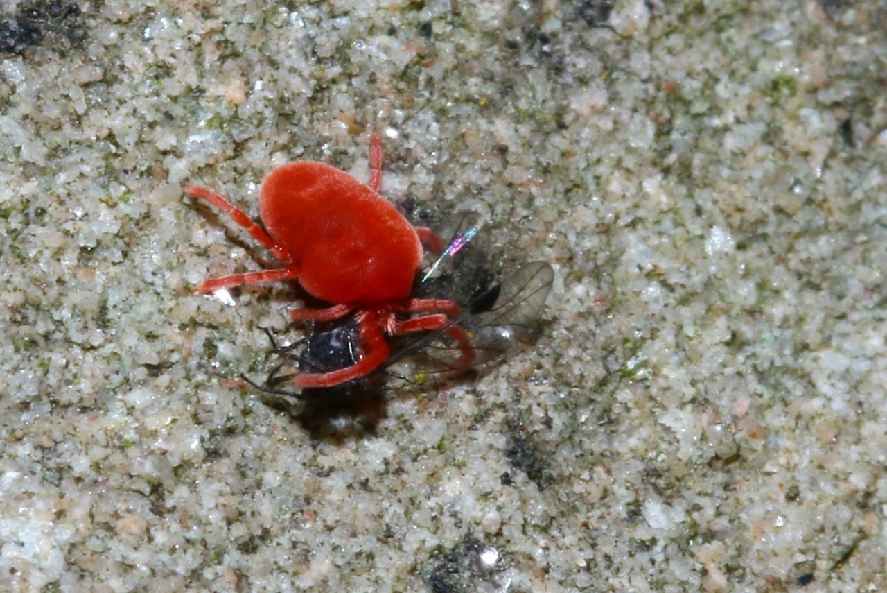 Trombidion ayant capturé un diptère