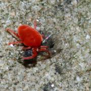 Trombidion ayant capturé un diptère